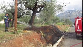 Φωτιά σε ελαιόδεντρο στην Ανατολική Καλαμάτα