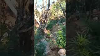 Μεσσηνία: Σύλληψη 44χρονου για φυτεία στην Καλλιρρόη