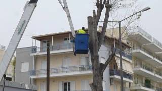 Εκοψαν τις λεύκες στην οδό Φιλελλήνων στην Καλαμάτα