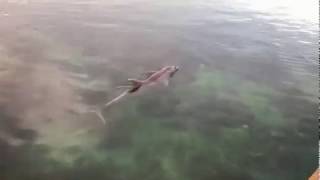 Δελφίνι στο λιμάνι της Κορώνης