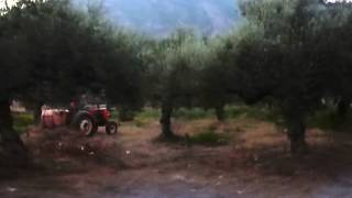 Δακοκτονία στη Βέργα