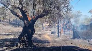 Καλαμάτα: Φωτιά σε ελαιόδεντρα δίπλα στον καταυλισμό Ρομά στην Αγία Τριάδα