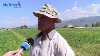 Καλαμάτα: Τέλος Σεπτεμβρίου θα βγουν τα πρώτα στον Μπουρνιά: Ανησυχία για την τιμή στο φιστίκι