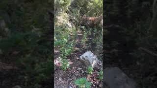 Μεσσηνία: "Ορφανή" χασισοφυτεία με 175 δενδρύλλια εντοπίστηκε στη Νέδουσα