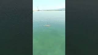 Θαλάσσια χελώνα στο λιμάνι Κυπαρισσίας