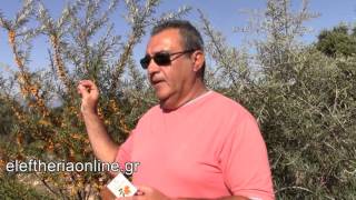 Το ιπποφαές βρήκε γη στην Πελοπόννησο