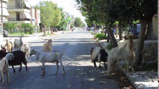 Κοπάδι με κατσίκες και τράγους μέσα στην Καλαμάτα