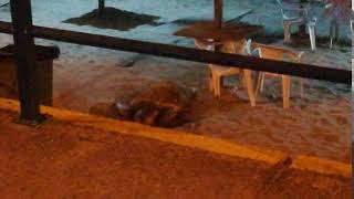 Χελώνα caretta caretta στην Παραλία της Καλαμάτας