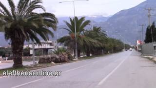 Το κόκκινο σκαθάρι "σκοτώνει" του φοίνικες στην Καλαμάτα