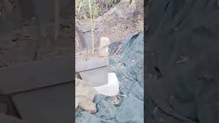 Μεσσηνία: Συνελήφθη 54χρονος για χασισοκαλλιέργεια στον Πολύλοφο