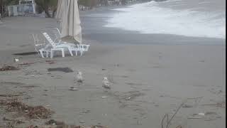 Βόλτα γλάρων στην Παραλία της Καλαμάτας