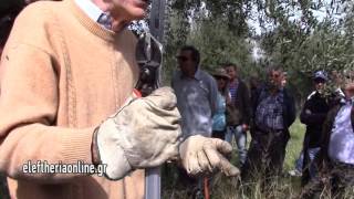 Επίδειξη κλαδέματος ελιάς από τον Ιταλό καθηγητή Ρικάρντο Γκούτσι