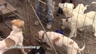 Στο κέντρο βραχείας νοσηλείας αδεσπότων του Δήμου Καλαμάτας