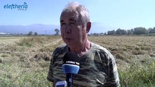Ξεκίνησε το αλώνισμα ρυζιού στο βάλτο της Σπερχογείας