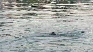 Χελώνες καρέτα - καρέτα στο λιμάνι της Κυπαρισσίας