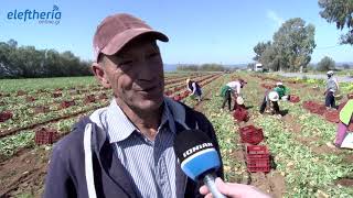 Καλαμάτα: Ο πατατοπαραγωγός Γ. Δούβας για την συγκομιδή