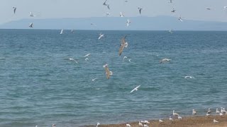 Γλάροι στη Δυτική Παραλία Καλαμάτας