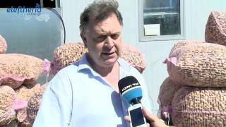 Καλαμάτα: Αλωνίζονται τα πρώτα φιστίκια στον Μπουρνιά
