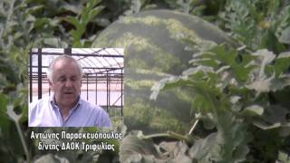 Υπερπρώιμο καρπούζι στην Τριφυλιά