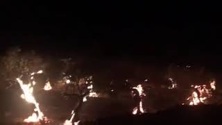 Μεσσηνία: Πυρκαγιά σε ελαιόδενδρα στη Γιανίτσαινα Κυπαρισσίας